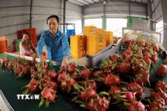 Quả thanh long đáp ứng yêu cầu thị trường trong nước và được xuất khẩu chính ngạch sang thị trường Trung Quốc. (Ảnh: Vũ Sinh/TTXVN)