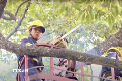 Nhân viên Công ty TNHH MTV Công viên cây xanh Thành phố Hồ Chí Minh thực hiện cắt tỉa cây. (Ảnh: TTXVN phát.)