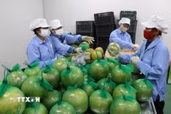Bưởi da xanh Hòa Bình sau khi sơ chế, làm sạch, được đóng gói. (Ảnh: Mạnh Minh/TTXVN)