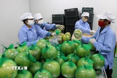 Bưởi da xanh Hòa Bình sau khi sơ chế, làm sạch, được đóng gói. (Ảnh: Mạnh Minh/TTXVN)