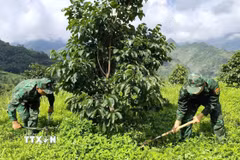Cán bộ, chiến sĩ Đồn Biên phòng Nghĩa Thuận (tỉnh Tuyên Quang) phát dọn cỏ, chăm sóc vườn hồng không hạt tại xã Nghĩa Thuận, góp phần hỗ trợ người dân nâng cao hiệu quả sản xuất. (Ảnh: Hoàng Chính/TTXVN phát)
