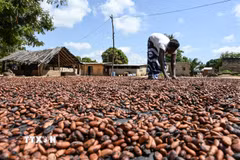 Nông dân phơi hạt cacao. (Ảnh: AFP/TTXVN)