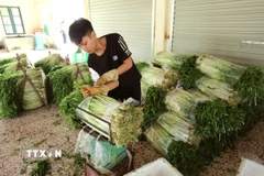 Đóng gói rau cần trước khi cung ứng ra thị trường. (Ảnh: Danh Lam/TTXVN).