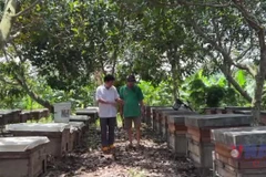 Đồng Nai: Người nông dân đưa mật ong Việt Nam ra thế giới