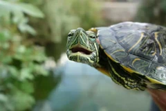 Rùa tai đỏ - rùa ao. (Nguồn: Đại học Tel Aviv)