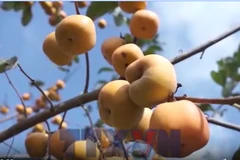 Khám phá mùa hồng chín trên cao nguyên Mộc Châu