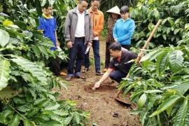 Nông dân tham gia Chương trình NESCAFÉ Plan được tập huấn phương pháp canh tác bền vững. (Ảnh: CTV/Vietnam+)