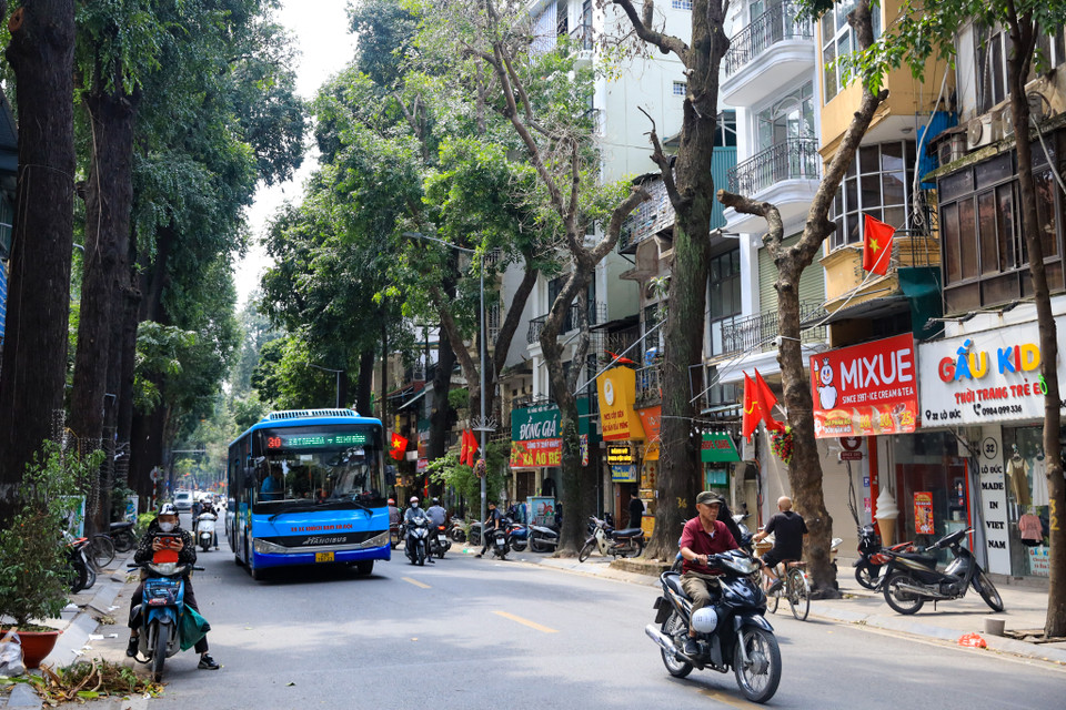Sau nhiều năm chứng kiến sự chuyển mình của phố Lò Đúc, một số cây trên tuyến phố này đã có dấu hiệu bị chết. (Ảnh: Hoài Nam/Vietnam+)