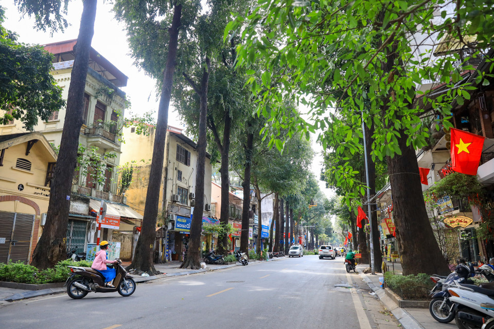 Hàng cây sao đen ở phố Lò Đúc (Hoàn Kiếm, Hà Nội) được trồng từ thời Pháp thuộc. Đến nay, hàng sao đen này đã khoảng 120 năm tuổi. (Ảnh: Hoài Nam/Vietnam+)