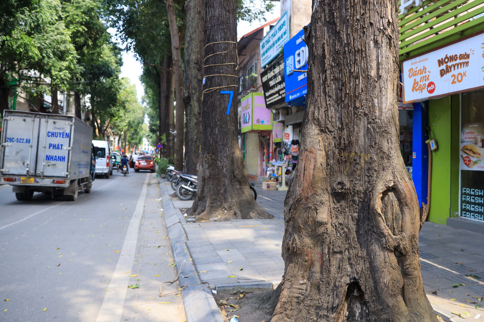 Sao đen là cây công trình dễ tìm thấy ở các thành phố của Việt Nam vì tính chất lớn nhanh, cho bóng tốt, tán lá trên cành cao trên 5m. (Ảnh: Hoài Nam/Vietnam+)