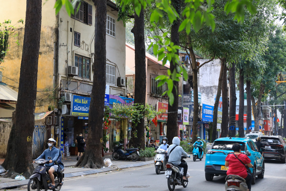 Sao đen nằm trong nhóm III thuộc danh sách gỗ quý của Việt Nam. (Ảnh: Hoài Nam/Vietnam+)
