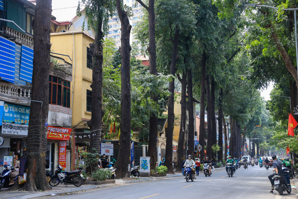Hiện tại, trên phố Lò Đúc có khoảng hơn 50 cây sao đen có tuổi đời hơn 100 năm tuổi, kéo dài từ số nhà 1 đến số nhà 77 tạo bóng mát và cảnh quan rất riêng biệt cho khu phố. (Ảnh: Hoài Nam/Vietnam+)