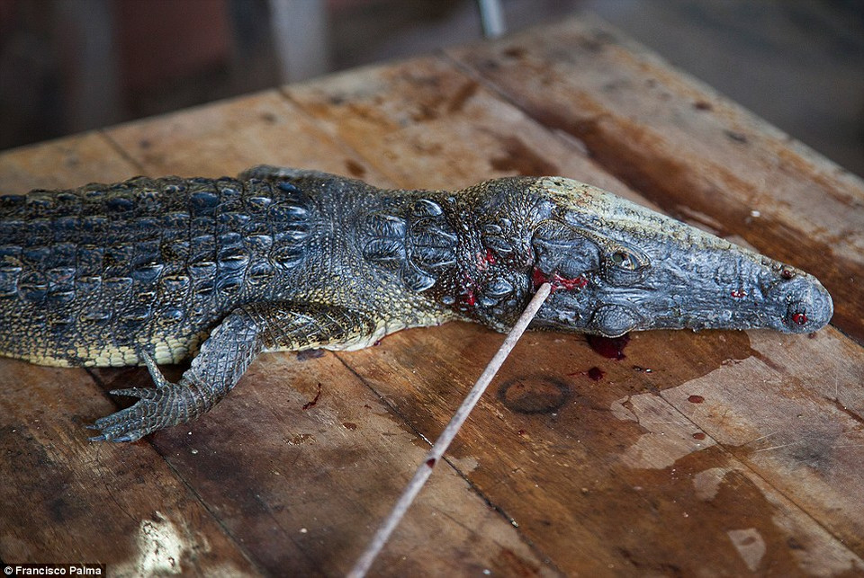 Các thợ săn chỉ đánh vào đầu cá sấu để giữ cho bộ da được nguyên vẹn