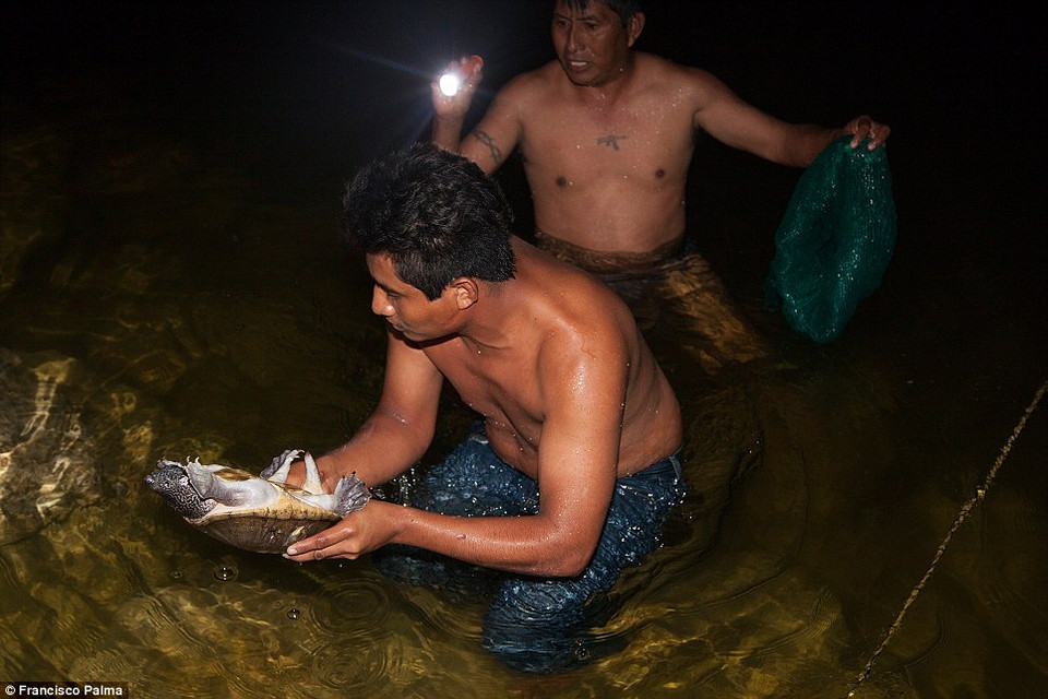 &lt;Các thợ săn dùng rùa sống làm mồi nhử cá sấu