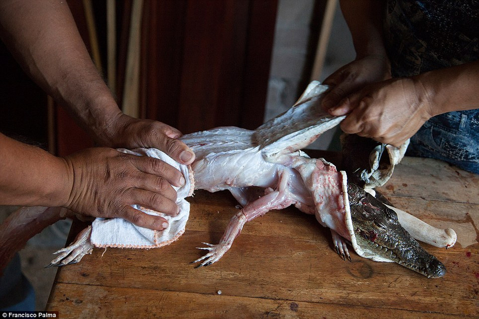 Da cá sấu có giá 7 bảng một cm vuông, nên cả bộ da cá sấu có giá khoảng 500 bảng.