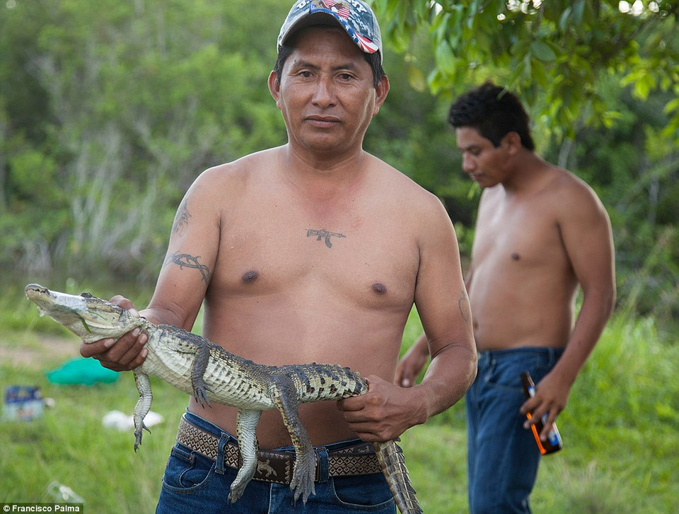 Mỗi năm có khoảng 100 ngàn con cá sấu Mexico bị bắt và giết hại dọc theo bán đảo Yucatan cho tới Belize và Guatemala.