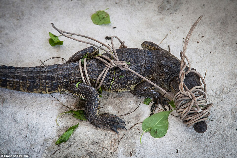 Các thợ săn chỉ đánh vào đầu cá sấu để giữ cho bộ da được nguyên vẹn