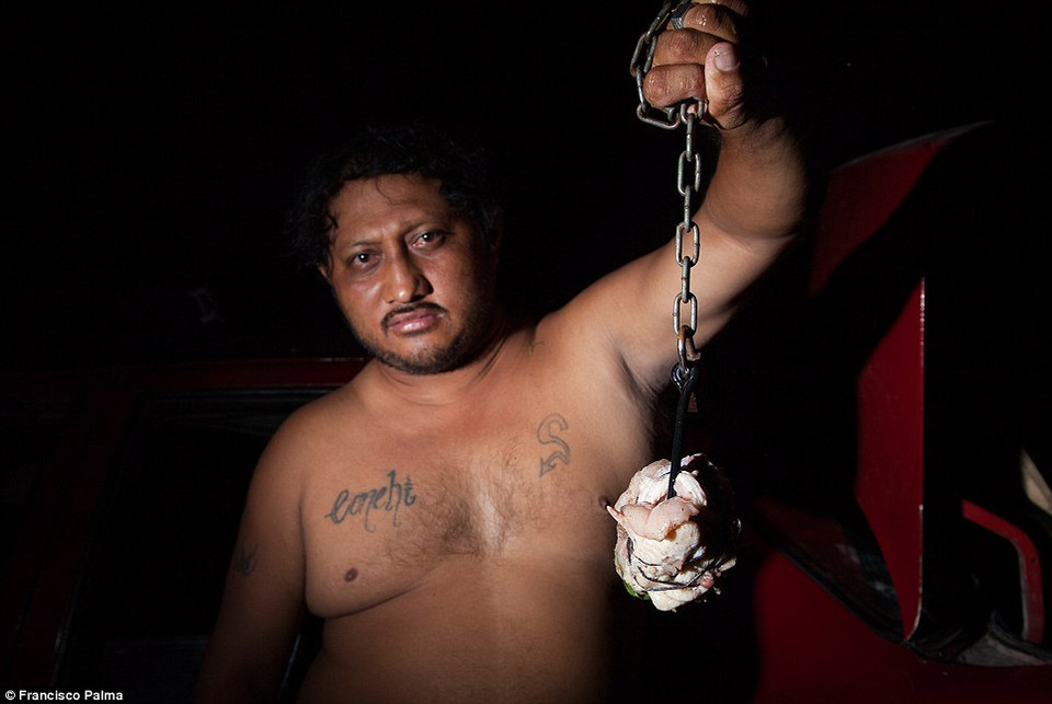 El Molusco là thợ săn nổi tiếng, đã bắt được khoảng hơn 5000 con cá sấu trong suốt 15 năm qua. Anh này thường dùng thịt gà móc vào lưỡi câu để bắt cá sấu.