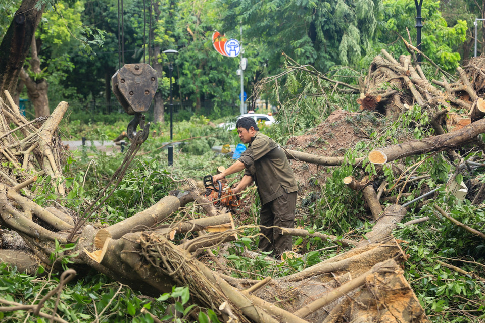 Khu vực này có nhiều cây to bị đổ nên công tác chặt nhỏ cành để vận chuyển đi nơi khác mất nhiều thời gian. (Ảnh: Hoài Nam/Vietnam+)