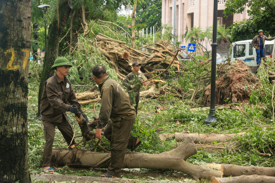 Các nhân viên cây xanh đang nỗ lực khẩn trương cưa, cắt cành cây bị gãy. (Ảnh: Hoài Nam/Vietnam+)
