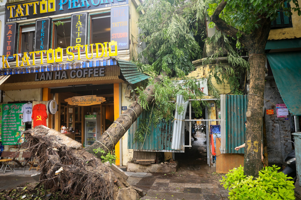 Ghi nhận tình trạng tương tự tại số nhà 61 phố Đinh Tiên Hoàng (Lý Thái Tổ, Hoàn Kiếm, Hà Nội) bị thiệt hại nặng nề khi cây lớn đổ chính giữa cửa nhà trong cơn bão số 3. (Ảnh: Hoài Nam/Vietnam+)