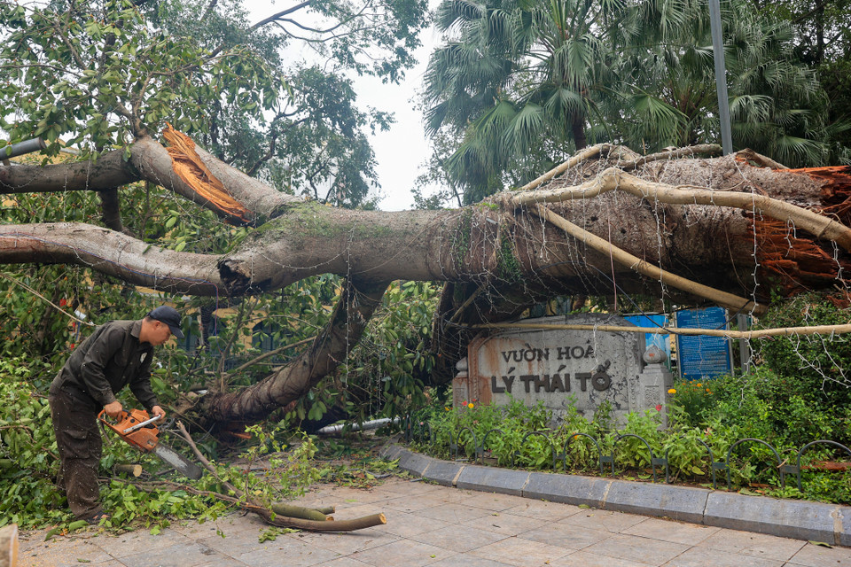 Cây cổ thụ bị đổ tại vườn hoa Lý Thái Tổ.