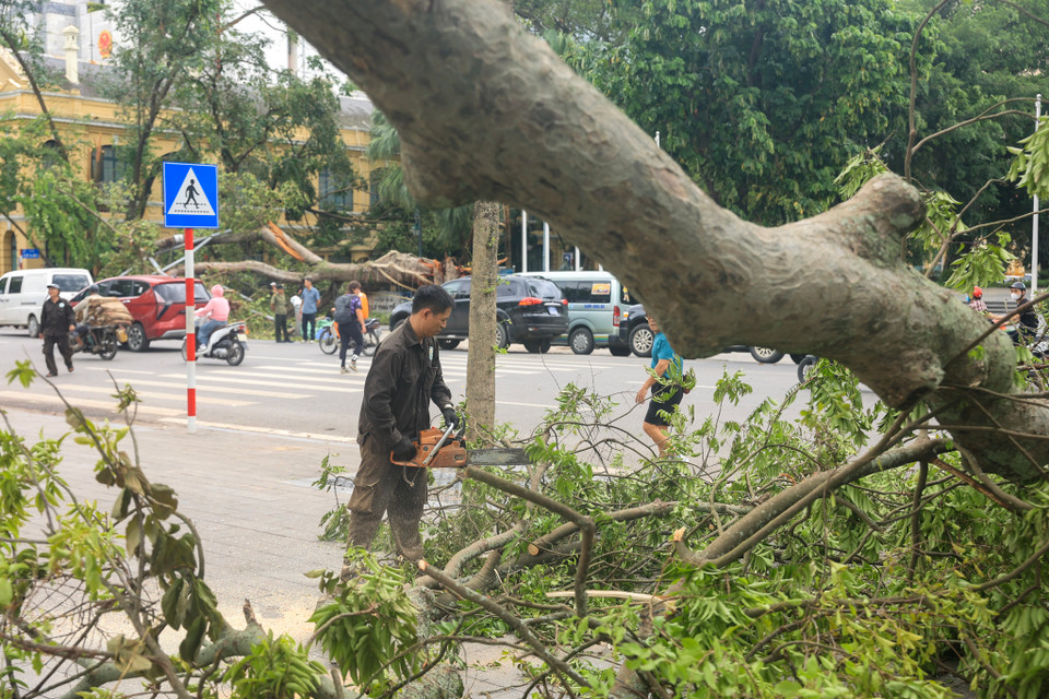 Cây gãy đổ quanh khu vực bờ Hồ Gươm đang được cắt hạ. (Ảnh: Hoài Nam/Vietnam+)