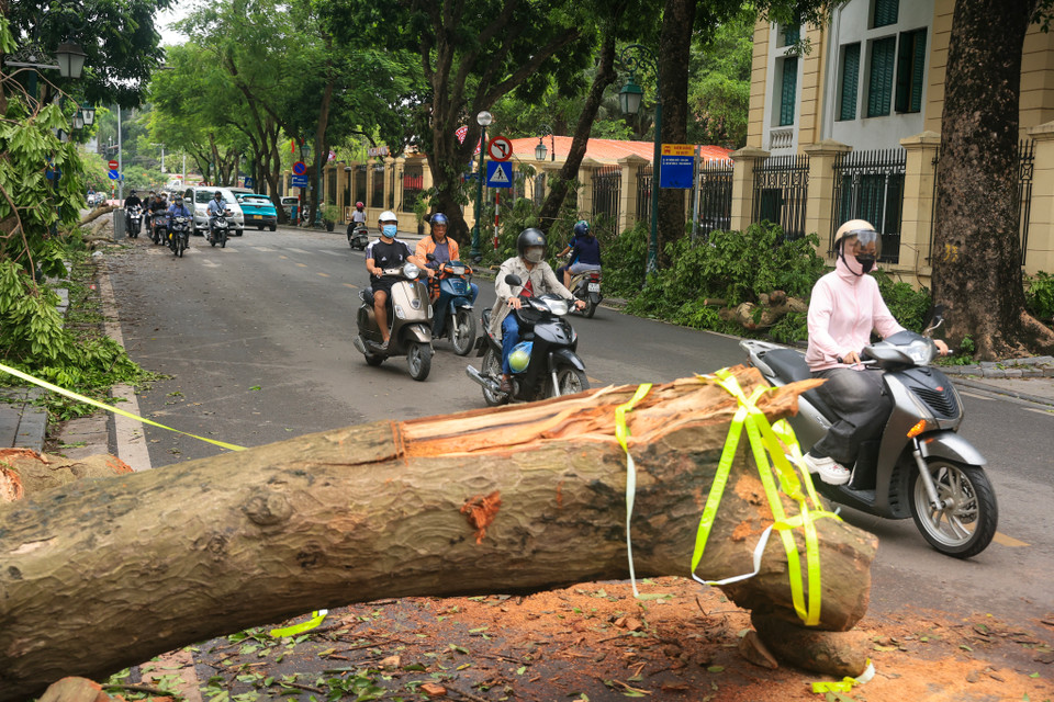 Sáng 9/9, nhiều tuyến phố tại Hà Nội vẫn còn 'tàn dư' sau bão số 3, cây đổ ngang đường gây cản trở giao thông cũng như an toàn của người dân đi lại. (Ảnh: Hoài Nam/Vietnam+)