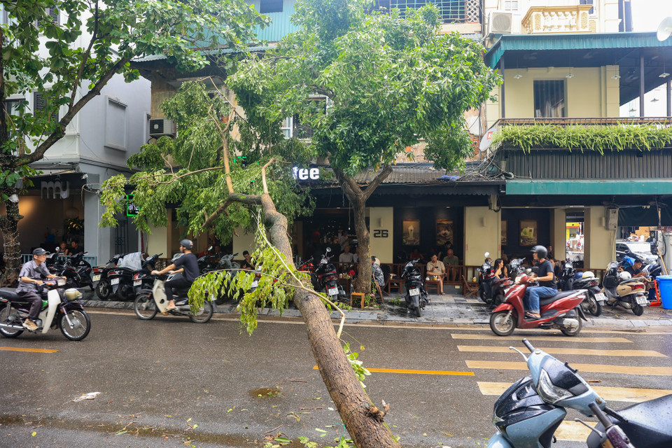 Quán kinh doanh đồ uống số 26 Đường Thành (Cửa Đông, Hoàn Kiếm, Hà Nội) cũng bị cây xanh đổ vào cửa quán. (Ảnh: Hoài Nam/Vietnam+)