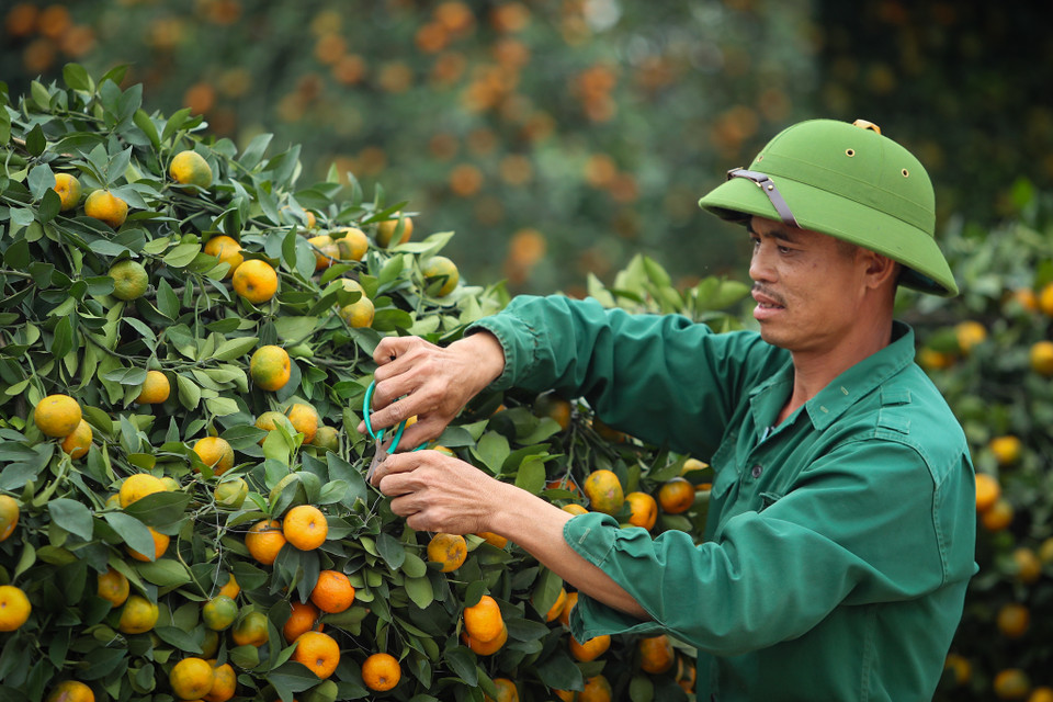 Từng cây quýt đều được anh Thạnh chăm chút tỉ mỉ nhằm đưa ra thị trường những cây đẹp nhất phục vụ dịp Tết. (Ảnh: PV/Vietnam+)