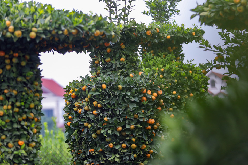 Cây quýt lộc bình có chiều cao khoảng 3,5m và đường kính 1,2m, dáng cân đối giống chiếc lộc bình, có phần cành lộc vươn cao lên trên thể hiện sự sung túc, thăng tiến. Vì vậy, quýt lộc bình luôn thu hút được nhiều người đến tìm mua vào dịp Tết Nguyên đán. (Ảnh: PV/Vietnam+)