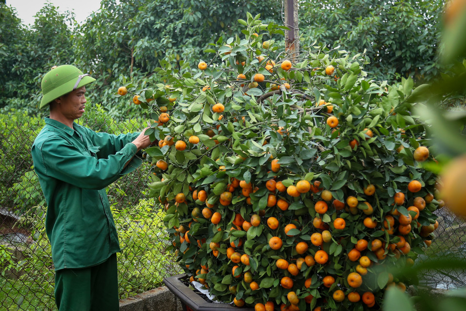 Năm nay nhà vườn của anh có cho ra mắt thêm quýt thỏi vàng với ý nghĩa đem tài lộc đến cho gia chủ. (Ảnh: PV/Vietnam+)