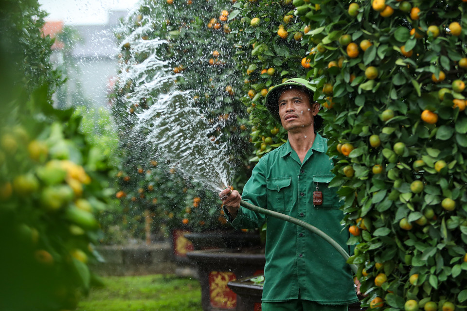 Giá quýt lộc bình bán tại vườn mỗi cặp có giá từ 18-22 triệu đồng, quýt thỏi vàng có giá 12-15 triệu đồng; quýt trái tim có giá từ 10-16 triệu đồng. (Ảnh: PV/Vietnam+)