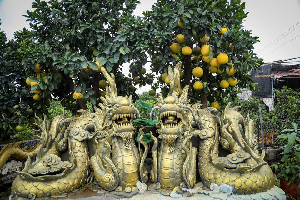 Hiện nay nhà vườn của anh Đức đang có khoảng 40 chậu bưởi trang trí độc lạ. Anh Đức cho biết giá của một chậu bưởi từ 50 triệu đồng cho đến 300 triệu đồng. (Ảnh: PV/Vietnam+)