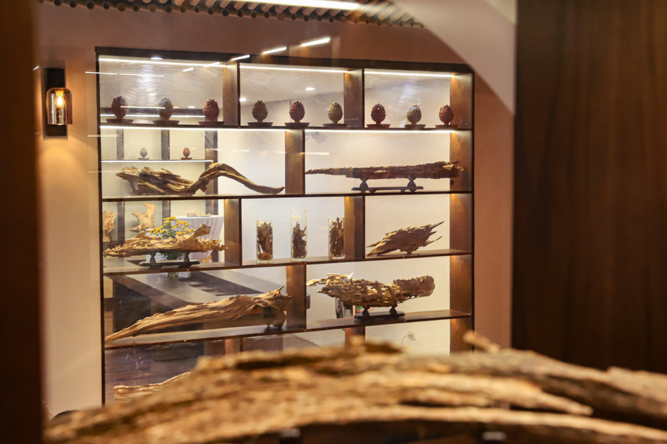 Trong suốt quá trình sinh trưởng và phát triển, cây dó có thể bị mối mọt, côn trùng sâu hại ăn thân. Mưa to gió lớn hay những tác động của tự nhiên tạo ra những vết thương trên thân cây. Những vết thương đó phải đọng nước qua một mùa mưa, cây dó mới bắt đầu tiết ra chất nhựa bao xung quanh vết thương để kháng cự sự phá hoại nhiễm bệnh từ bên ngoài. (Ảnh: Hoài Nam/Vietnam+)