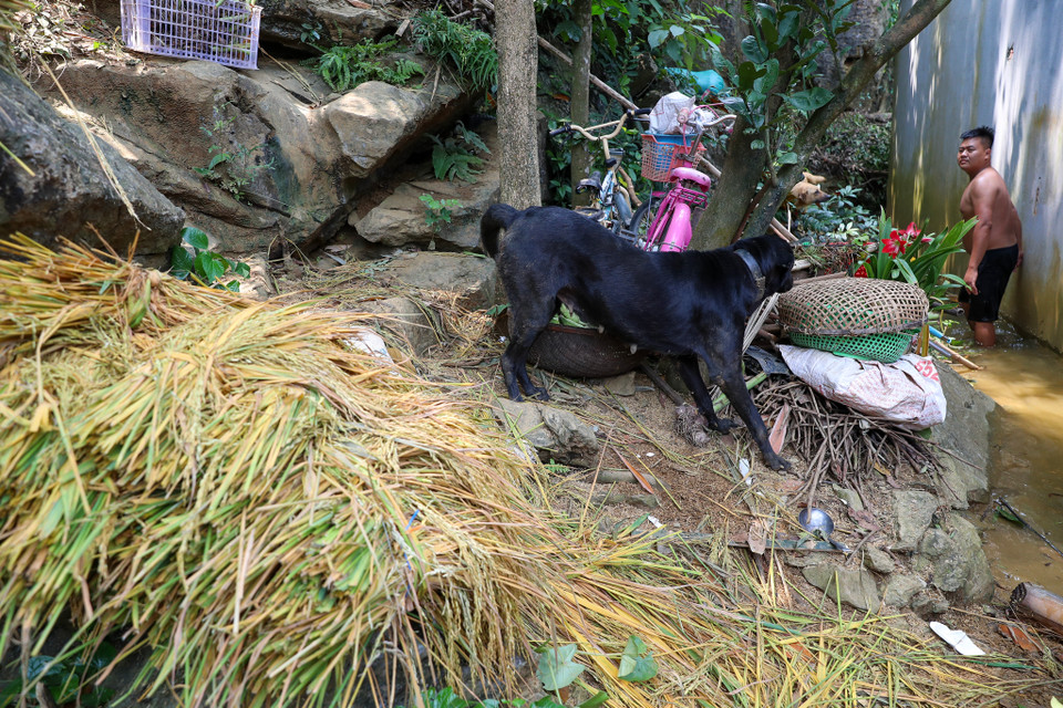 Lúa cùng vật nuôi, xe đạp ngổn ngang ở sườn núi sau nhà. (Ảnh: Hoài Nam/Vietnam+)