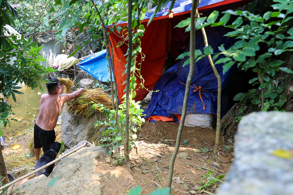 Cách đó không xa, anh Phạm Công Khải chuyển lúa mới thu hoạch từ dưới nhà lên ngọn núi phía sau. (Ảnh: Hoài Nam/Vietnam+)