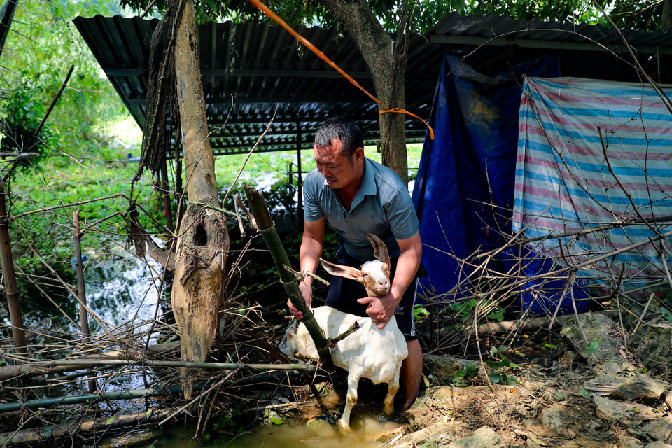 Hiện tại anh cố 'vớt vát' những con dê cuối cùng để lùa lên núi sau nhà chờ đến khi nước rút. (Ảnh: Hoài Nam/Vietnam+)