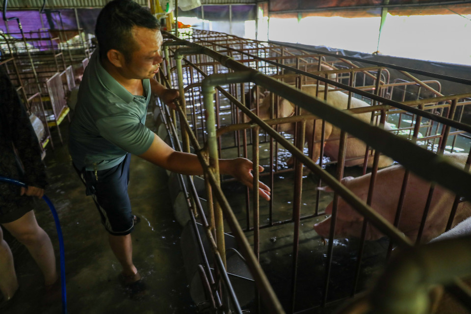 Đàn lợn sắp đến vụ 'thu hoạch' cũng chìm theo dòng nước, hiện tại gia đình anh kê cao các lồng để giữ những con còn sống. (Ảnh: Hoài Nam/Vietnam+)