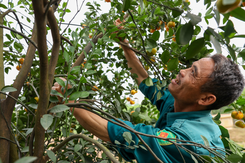 Theo anh Thạnh, để tạo nhiều dáng thế thì cây quýt phải được trồng từ 4-5 năm, có nhiều cành lớn dẻo dai, tán rộng. (Ảnh: Hoài Nam/Vietnam+)