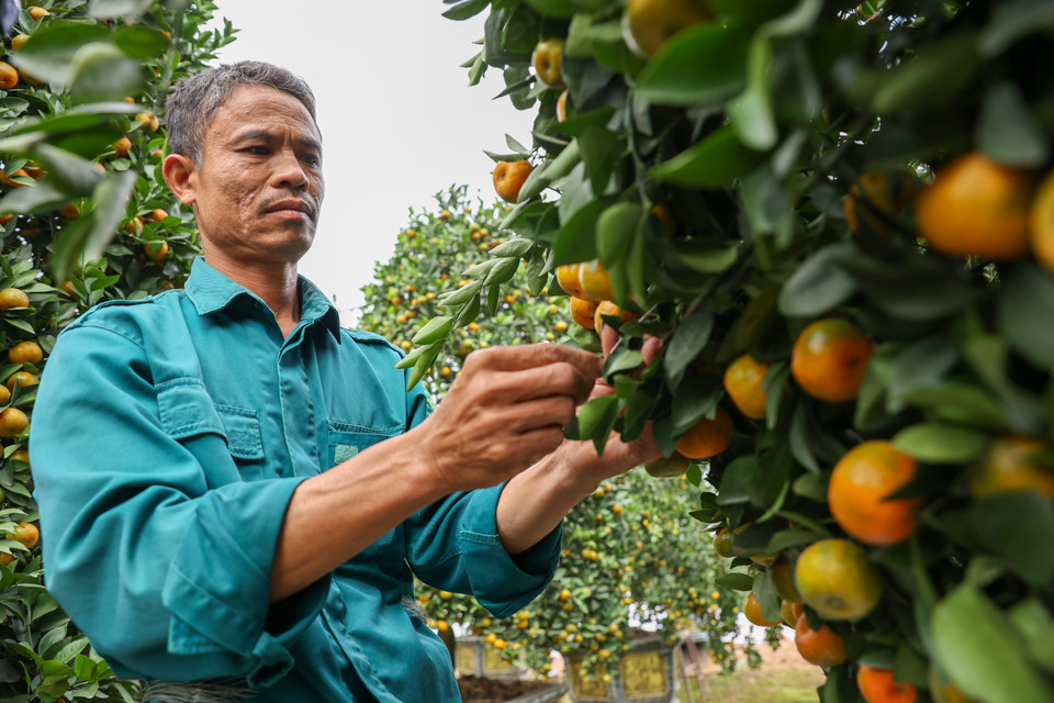 Mỗi chậu cây thành phẩm sẽ mất 3 ngày công uốn và chỉnh dáng. (Ảnh: Hoài Nam/Vietnam+)