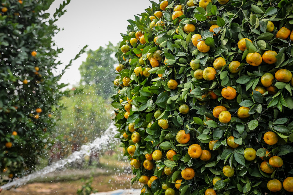 Năm nay, ngay từ đầu tháng 11, khách hàng đã đến đặt mua hết quýt lục bình, hút lộc, thỏi vàng để chuẩn bị chơi Tết. (Ảnh: Hoài Nam/Vietnam+)
