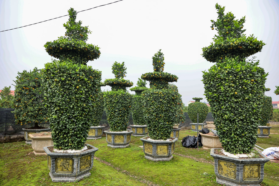 Anh Thạnh cho biết: ‘Những chậu cây quýt có chiều cao khoảng 3,5m và đường kính 1,2m, một vài năm trở lại đây được nhiều người ‘săn đón’ mỗi dịp Tết vì hình dáng giống chiếc lục bình và có phần cành lộc vươn lên thể hiện cho sự sung túc, thăng tiến.’ (Ảnh: Hoài Nam/Vietnam+)