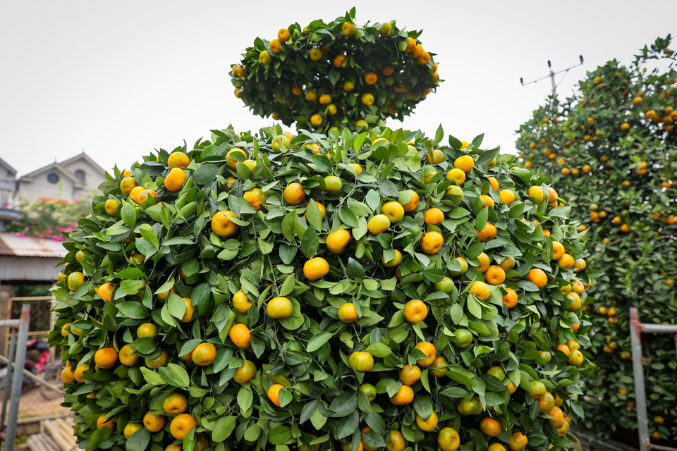 Quýt mang hình dáng bình hút lộc có giá từ 42-45 triệu đồng/cặp. (Ảnh: Hoài Nam/Vietnam+)