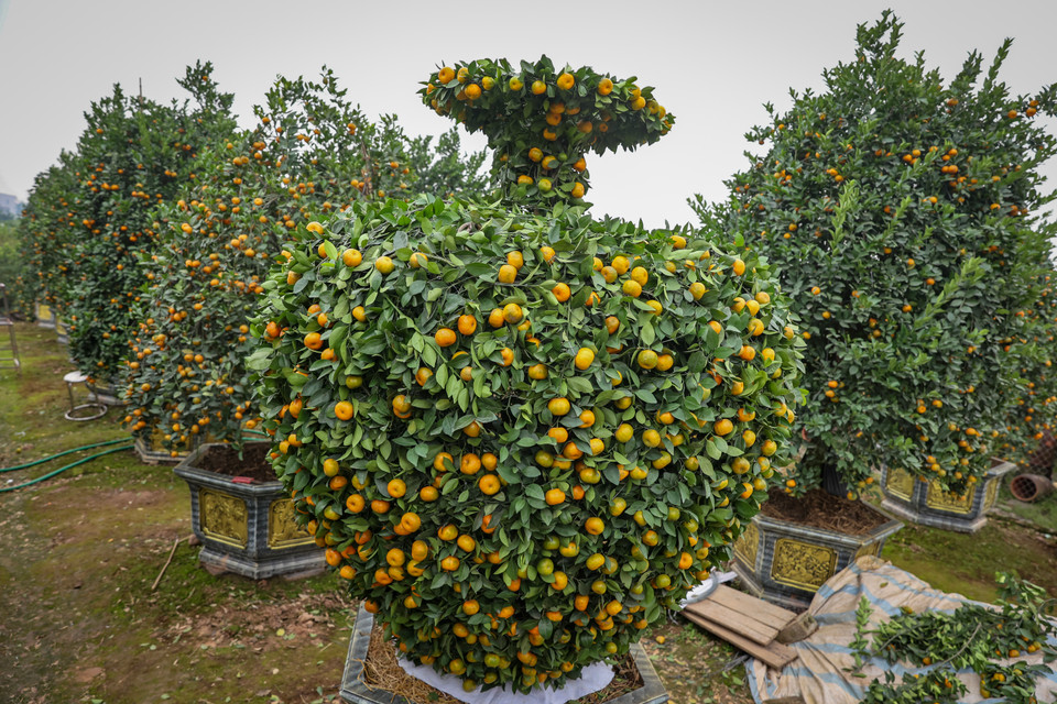 Để thu hút thị trường, năm nay anh Thạnh uốn cây quýt theo dáng bình hút lộc với thân phình ra và cổ bình thắt lại. (Ảnh: Hoài Nam/Vietnam+)