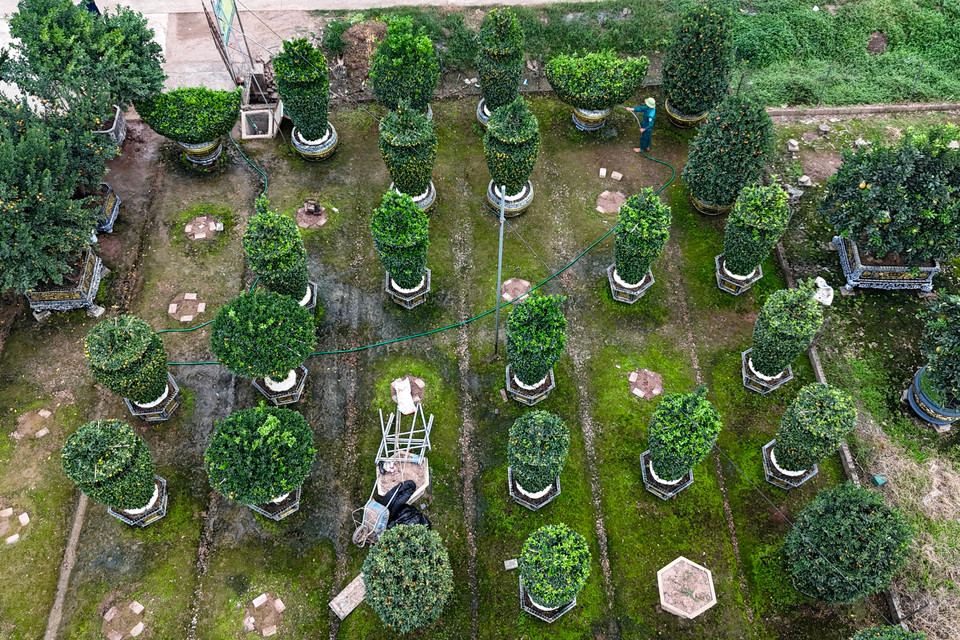Hiện tại, anh không nhận thêm được đơn hàng vì những cây quýt ‘phôi’ dùng để uốn, tạo dáng tại 3 vườn nhà anh cũng đã hết. (Ảnh: Hoài Nam/Vietnam+)