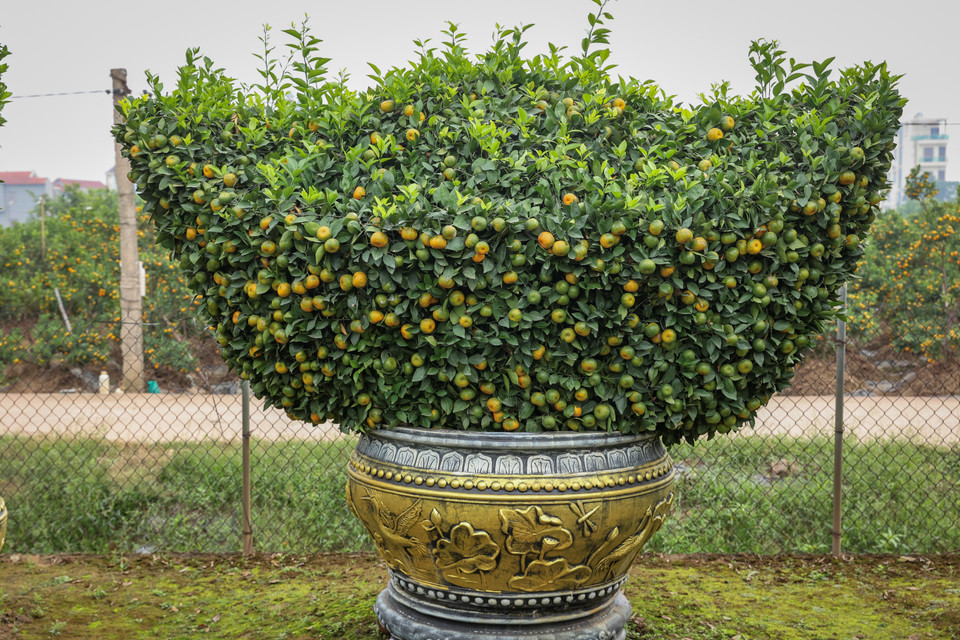 ‘May mắn vào thời điểm ra hoa năm nay thời tiết thuận lợi nên cho ra quả rất đẹp, một năm trông chờ và ‘nín thở’ chờ đợi vụ hoa vì quýt chỉ cho ra hoa một lần, hỏng coi như mất hết,’ anh Thanh nói. (Ảnh: Hoài Nam/Vietnam+)