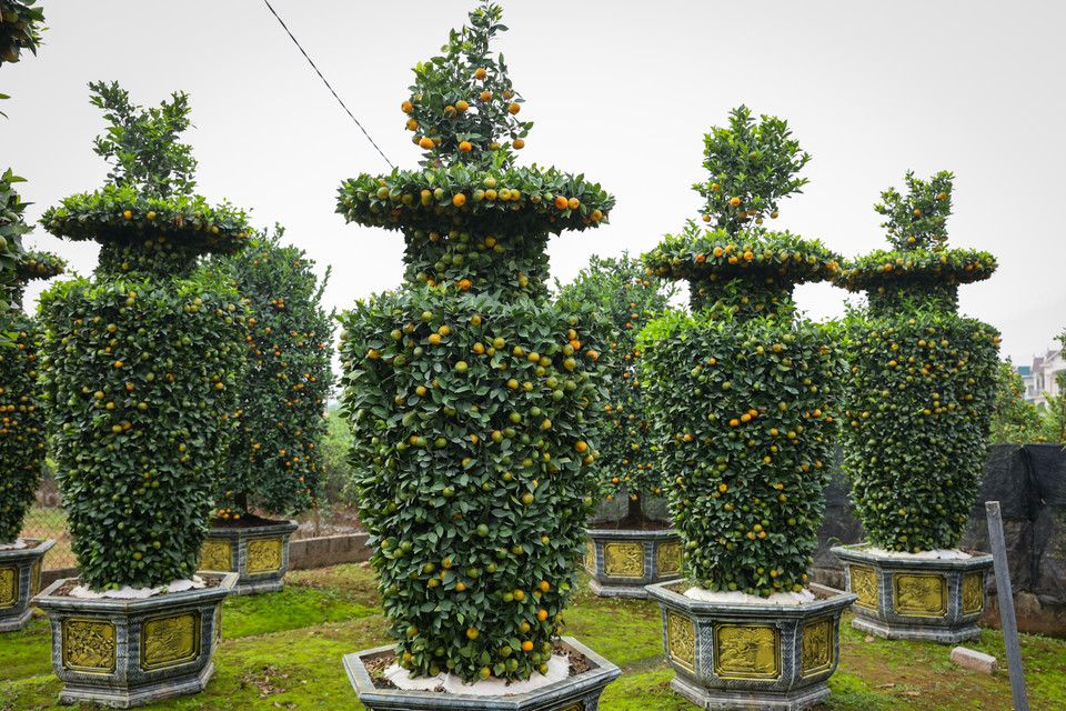 Gia đình anh Nguyễn Văn Thạnh (xã Liên Nghĩa, huyện Văn Giang, tỉnh Hưng Yên) nổi tiếng nhiều năm nay với việc mỗi năm đưa ra thị trường những cặp quýt lục bình khổng lồ. (Ảnh: Hoài Nam/Vietnam+)