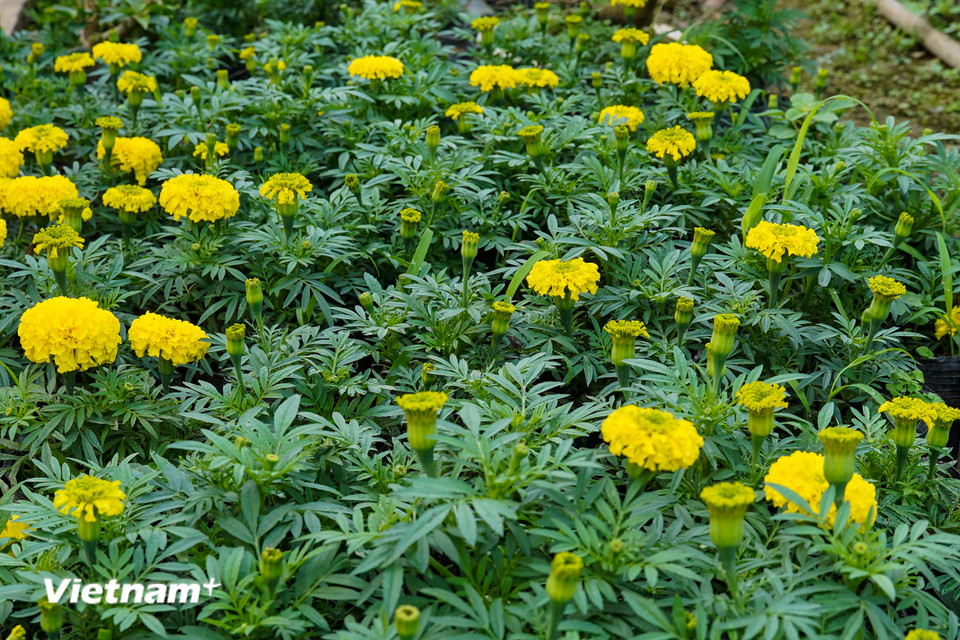 Cúc vạn thọ cũng là mặt hàng ưa chuộng của thị trường Tết Nguyên đán vì theo quan niệm của người Việt loài hoa này mang lại sự may mắn, thịnh vượng và trường thọ cho gia đình. (Ảnh: Hoài Nam/Vietnam+)