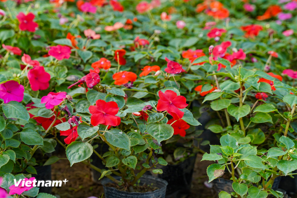 Nhiều hộ dân trồng mai địa thảo trong những bầu đất nhỏ. Với mức giá phổ thông, đây là sản phẩm ‘hút khách’ mỗi dịp Tết. Loài hoa này cũng mang ý nghĩa sẽ đem đến những may mắn, điềm lành cho gia chủ. (Ảnh: Hoài Nam/Vietnam+)